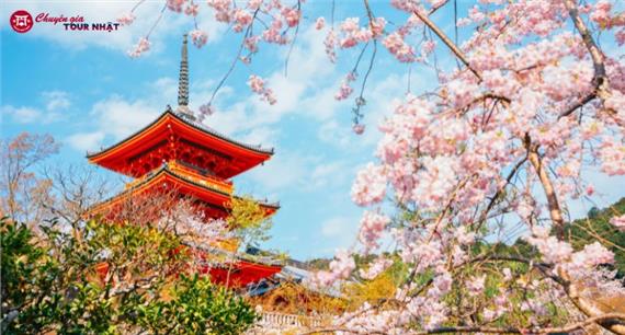 Tour Nhật Bản Mùa Hoa Anh Đào: Cung Đường Kyoto - Làng Chài Ine